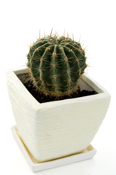 kaktus v bílých pot - Fotografie, Obrázek