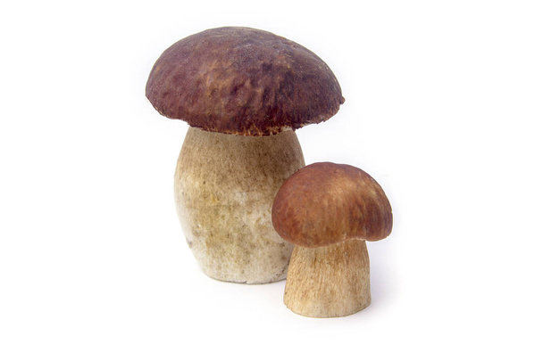 Mushrooms boletus brown on a white background - Photo, Image