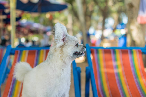 Kutya aranyos bézs színű kevert tenyészt, Pomerániai, Shih-Tzu, uszkár strand szék vagy strand ágyban boldog ül pihenjen így mikor nyaralás utazás a tengeren, a strandon - Fotó, kép