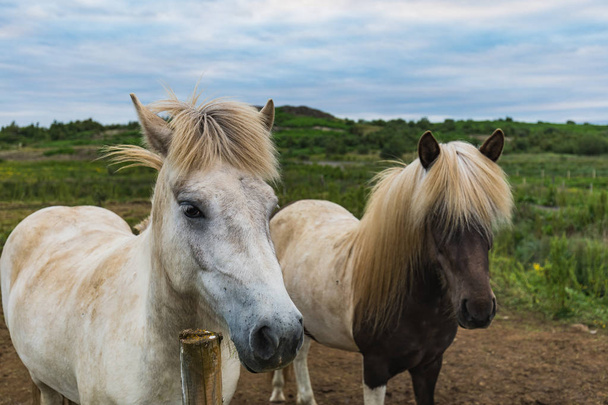Cavalli islandesi su un campo verde nella ghiandaia estiva
 - Foto, immagini