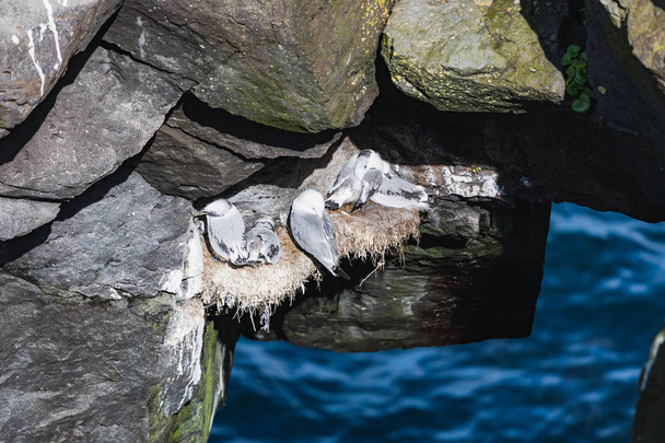 красивые чайки, сидящие на скале в Европе
 - Фото, изображение