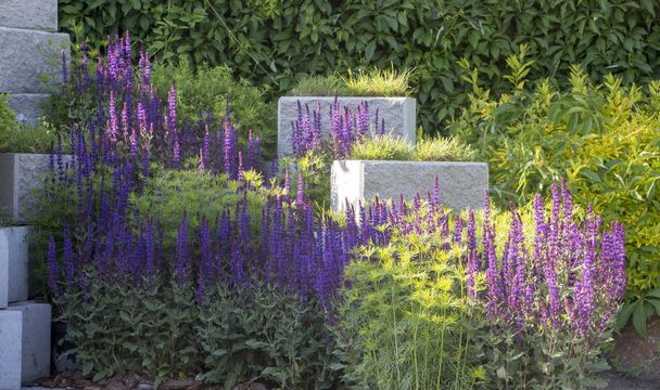 Lavendel, violette Staudenblumen, Verwendung in der Landschaftsgestaltung - Foto, Bild