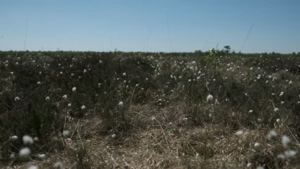 Cottongrass στο η moor - Dosenmoor - Σλέσβιχ-Χολστάιν - Γερμανία - φωτογραφική μηχανή Fujifilm X-H1 - Πλάνα, βίντεο