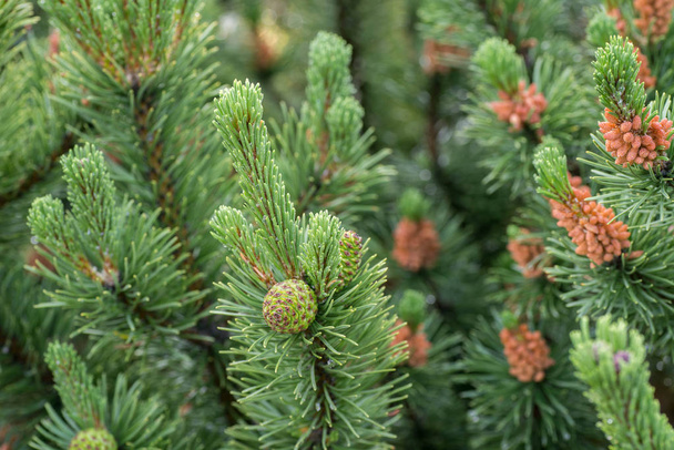 mountain pine cones and flowers on twig macro - Фото, изображение