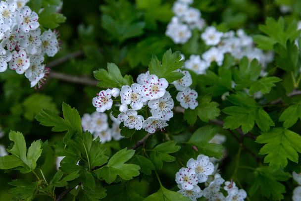 The white flowers of the hawthorn photographed on a background of green leaves - Φωτογραφία, εικόνα