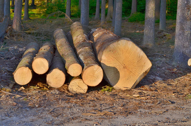 timber ready for transport, South Bohemia, Czech Republic - Photo, Image
