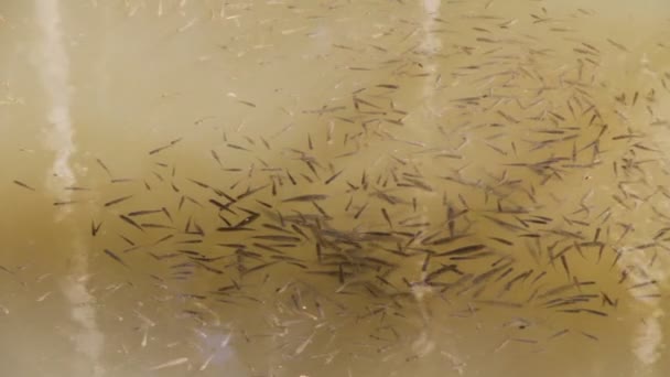 enjambre de peces pequeños
 - Metraje, vídeo