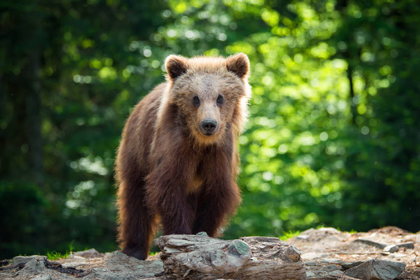 Bruine beer cub in het forest. Dier in de natuur habitat - Foto, afbeelding