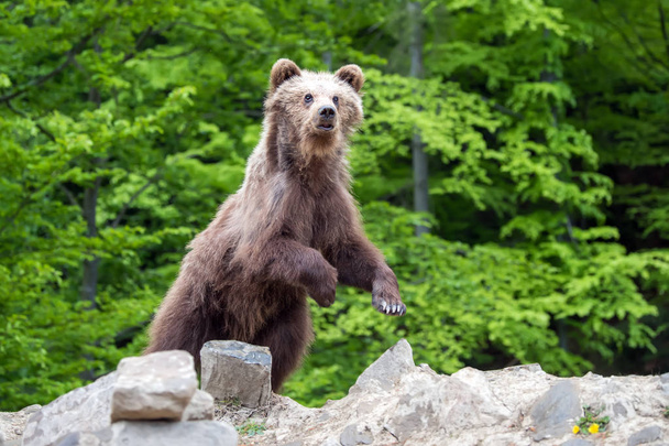 Braunbärenjunges im Wald. Tier im natürlichen Lebensraum - Foto, Bild