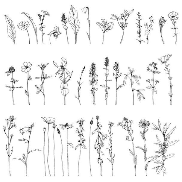 Set of ink drawing herbs and flowers - Vektör, Görsel