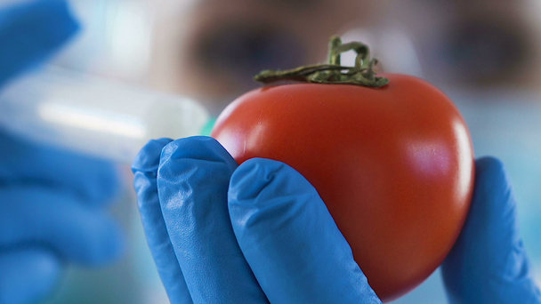 Chemik wstrzykiwanie pomidor z pestycydów, aby zapisać rynku jakość produktu, gmo - Materiał filmowy, wideo