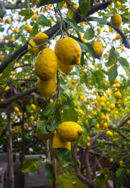 Limões em uma árvore em um jardim em Sorrento, Itália
 - Foto, Imagem