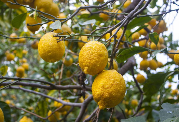 Limoni su un albero in un giardino a Sorrento
 - Foto, immagini