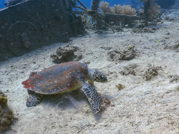 Καταδύσεις με χελώνας στο βυθό της θάλασσας στην Ερυθρά θάλασσα - Φωτογραφία, εικόνα