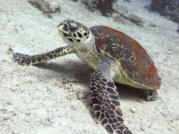 Duiken met karetschildpad op de zeebodem in de rode zee - Foto, afbeelding