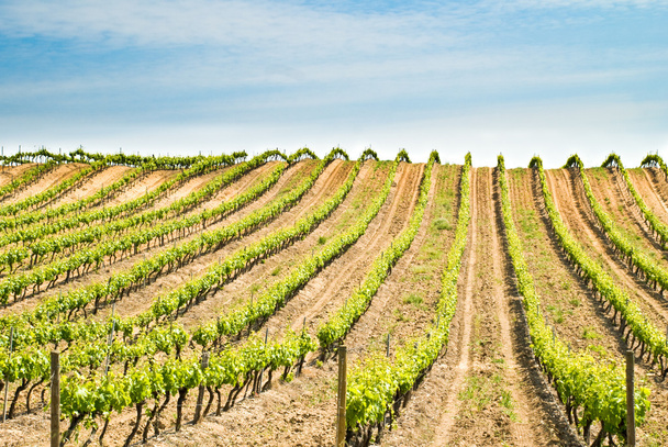 France, vineyard - Photo, Image