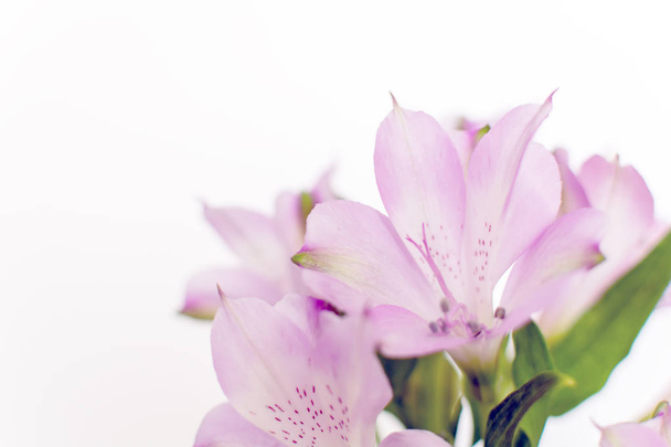 Kaunis kukkiva violetti freesia lilja inkojen tai Alstroemeria aurea
 - Valokuva, kuva