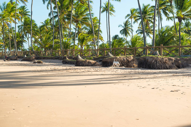 背景としてヤシの木と砂浜を歩く犬 - 写真・画像