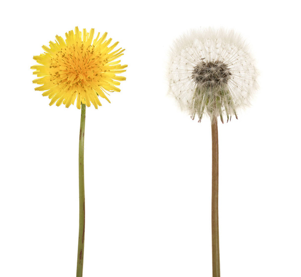 Two dandelion isolated on white background closeup - Photo, Image