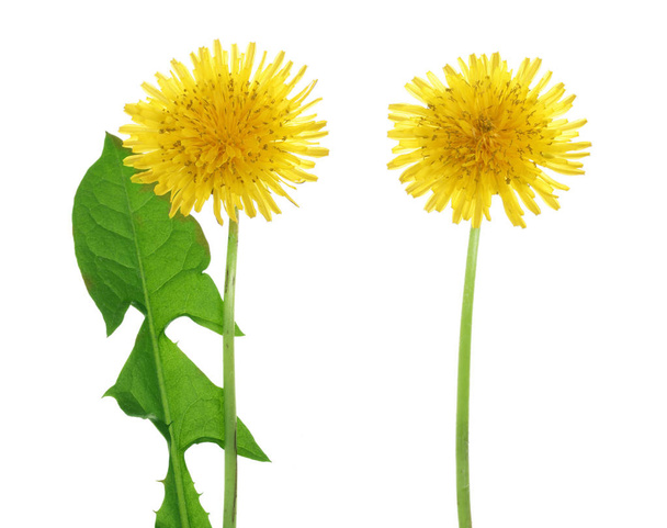 Dandelion flower or Taraxacum Officinale with leaves isolated on white background - Photo, Image