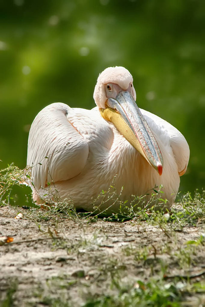 pelican est assis sur l'herbe à l'extérieur. Gros plan
 - Photo, image