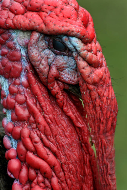 Dinde Gobbler, tête de dinde très détaillée de couleur rouge
 - Photo, image