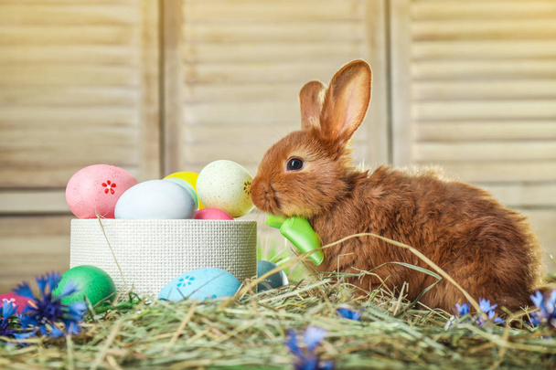 Adorable Easter bunny and box with dyed eggs on straw - Photo, Image