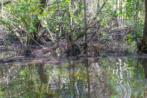Величезні природні мангри з широким зеленим лісом в природі
 - Фото, зображення