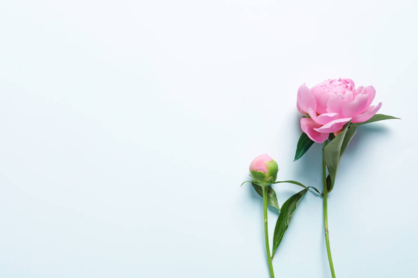 Beautiful fragrant peony flowers on white background - Fotó, kép