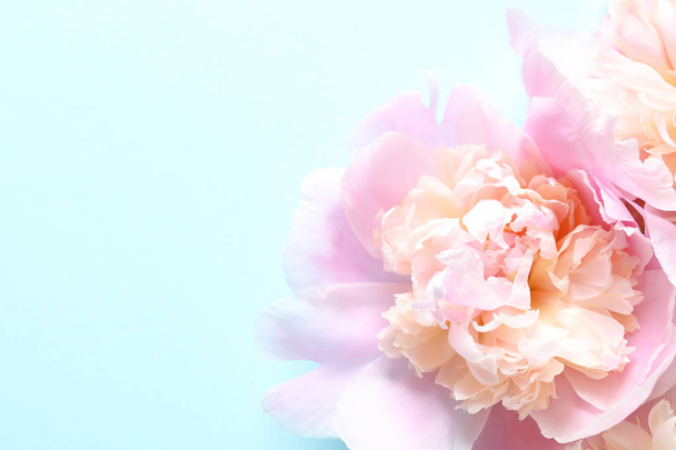 Beautiful fragrant peony flower on color  background - 写真・画像