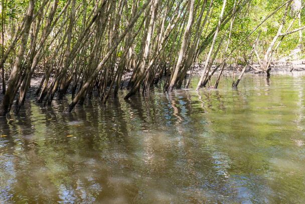 Umgestürzter Baumstamm in Mangroven in der Natur mit Wald dahinter - Foto, Bild
