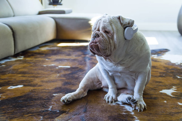 Милый английский бульдог слушает музыку с наушниками в гостиной
 - Фото, изображение