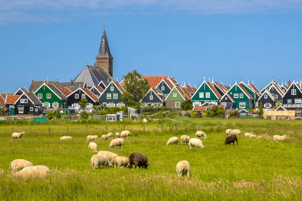 Dutch Village with colorful wooden houses and church with sheep on the foreground on the island of Marken in the Ijsselmeer or formerly Zuiderzee, the Netherlands - Photo, Image