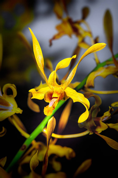 Exotic Orchid. Shinny yellow orchid with orange-red speckles on curly petals. The cap and lip forms a shape resembled the head of a bat sticking out his tongue. - Photo, image