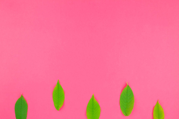 Creatieve plat lag bovenaanzicht patroon met verse groene bladeren op helder roze achtergrond met kopie ruimte in minimale pop-art stijl, sjabloon voor tekst - Foto, afbeelding