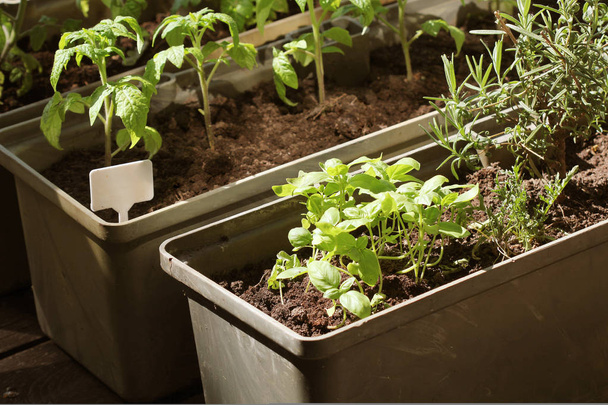 Konteyner bahçe sebze. Sebze bahçesinde bir teras üzerinde. Otlar, kap içinde büyüyen domates fide - Fotoğraf, Görsel