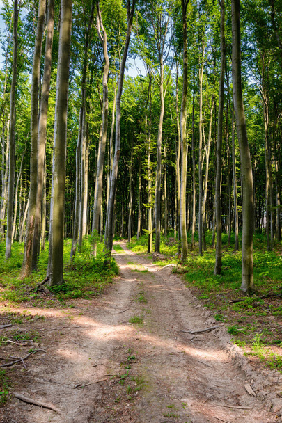 dirt road through beech forest. beautiful nature scenery with tall trees - Foto, immagini