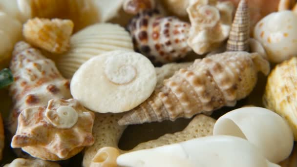 Different mixed colorful seashells as background. Various corals, marine mollusk and scallop shells. - Footage, Video