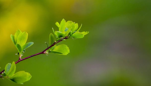 Spiraea, een bloeiende struik op groen gras. Spiraea, een bloeiende struik op groen gras. Gebruikt in het ontwerp van het landschap. - Foto, afbeelding
