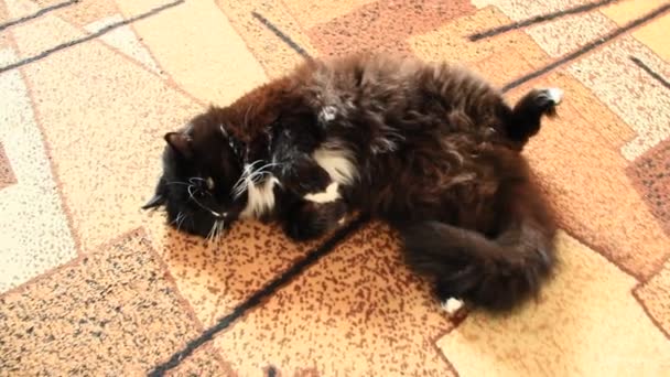 Gato negro revoloteando en la alfombra. Perezosa mascota tendida en el suelo en pose extraña
 - Metraje, vídeo
