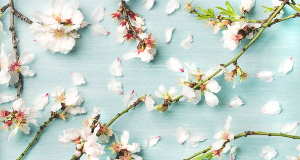 White almond blossom flowers and petals over light blue pastel background - Photo, Image