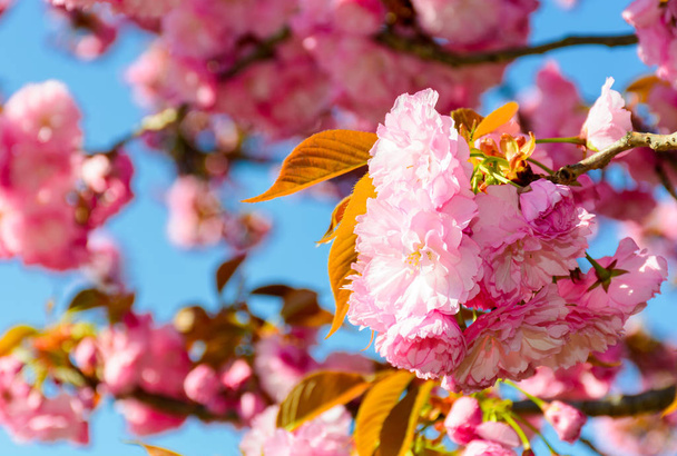 closeup of cherry blossom flowers. beautiful springtime background - Fotoğraf, Görsel