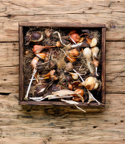 Set of flower tulips bulbs in wooden box - Photo, Image