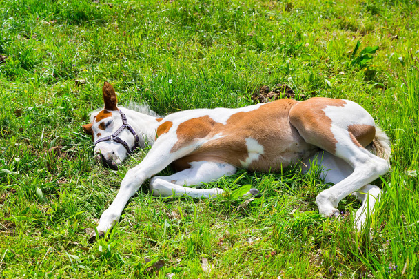 Recién nacido potro marrón blanco acostado durmiendo en hierba verde
 - Foto, imagen
