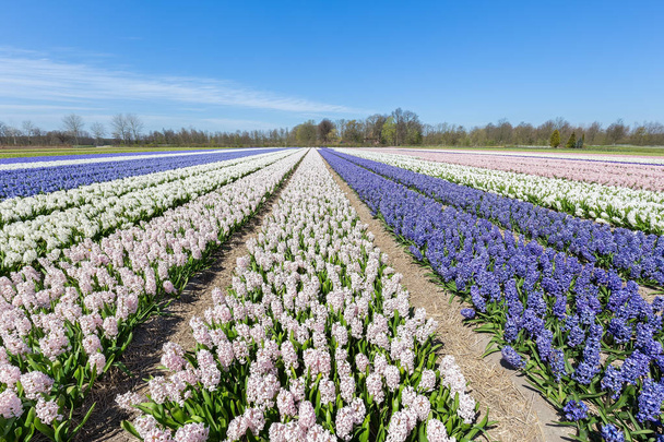 ヒアシンス開花花のオランダでの行のある風景します。 - 写真・画像