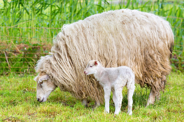 White long haired sheep with newborn lamb in meadow - Foto, Imagem