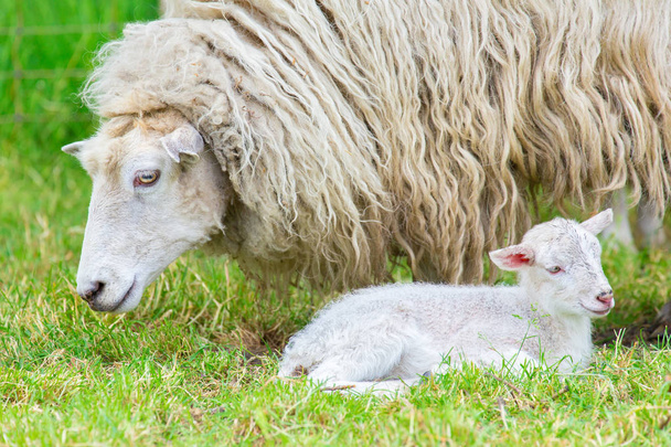 Oveja madre blanca con cordero recién nacido en temporada de primavera
 - Foto, Imagen