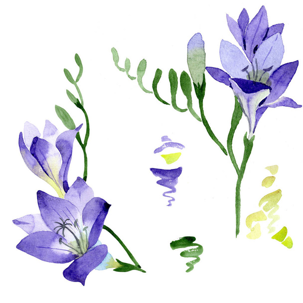紫フリージア。花植物の花。野生春葉のワイルドフラワーが分離されました。背景、テクスチャ、ラッパー パターン、フレームや境界線の aquarelle ワイルドフラワー. - 写真・画像