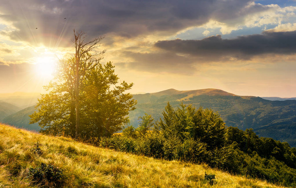 drzewa na trawiastym zboczu na o zachodzie słońca. piękny letni krajobraz karpacki grzbiet Swydowiec. - Zdjęcie, obraz