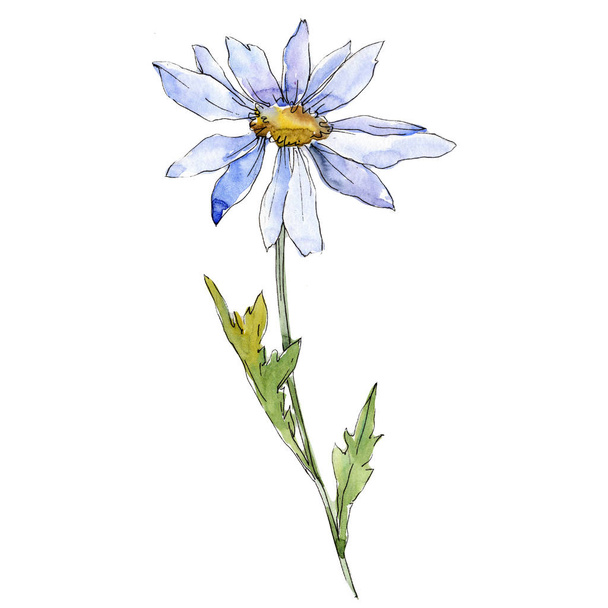Blue daisy. Floral botanical flower. Wild spring leaf wildflower isolated. Aquarelle wildflower for background, texture, wrapper pattern, frame or border. - Φωτογραφία, εικόνα